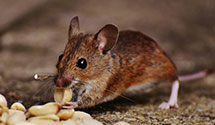 24 Hour & Emergency Exterminators in El Jobean, FL